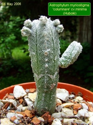 Astrophytum_ myriostigma _ 'columnare' cv.minima_ (Huboki)_ 01